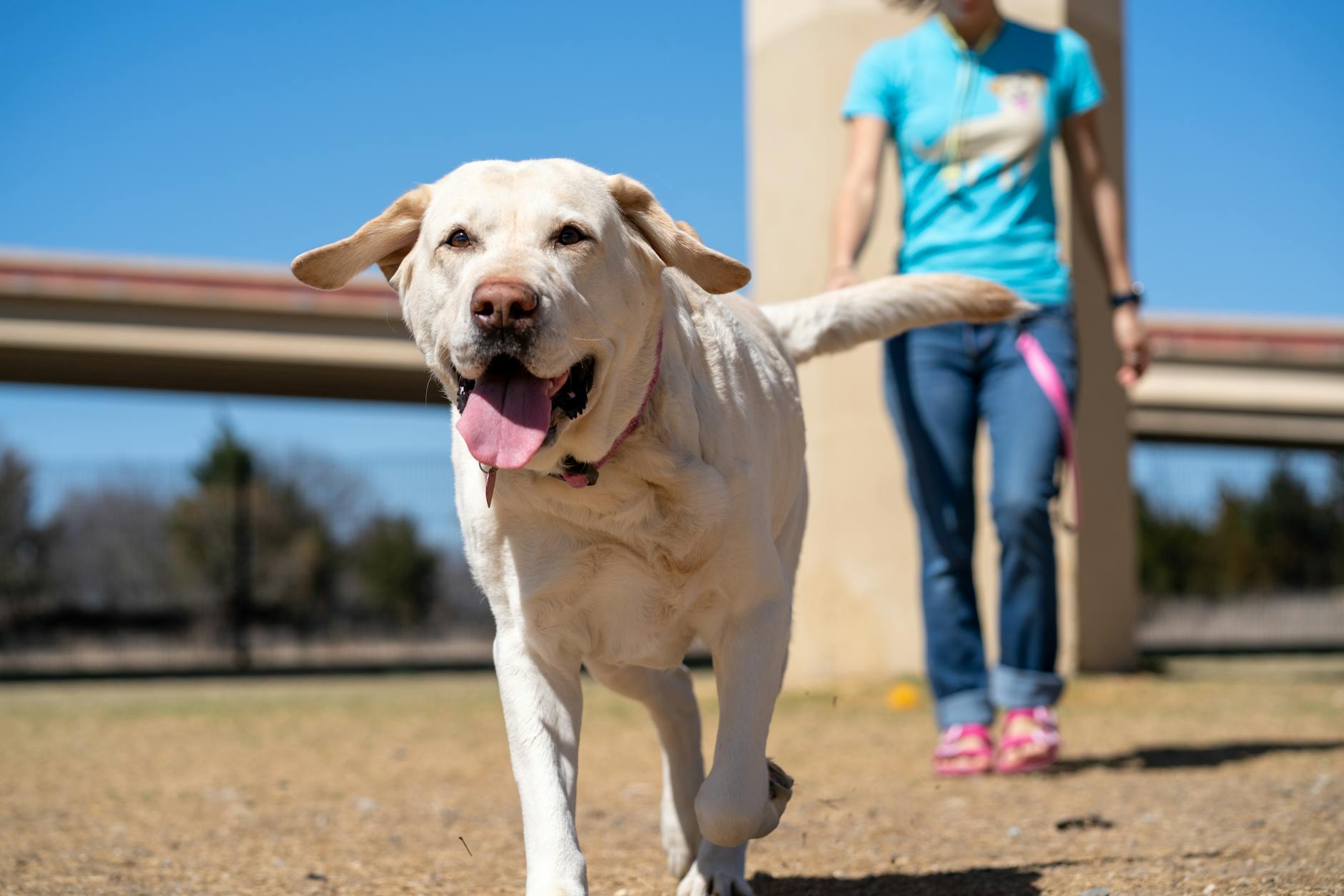 Walking vs Running: Which is Best for Your Fitness Goals?