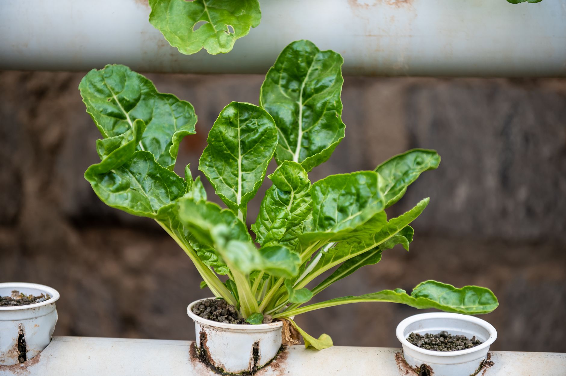 A simple guide to creating a nutrient-rich summer salad inspired by Disney+ food trends featured image