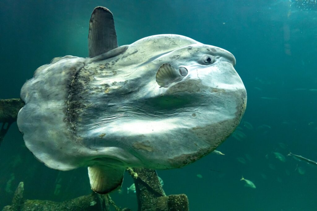 What to know about the moonfish trend making waves in health-conscious diets related image