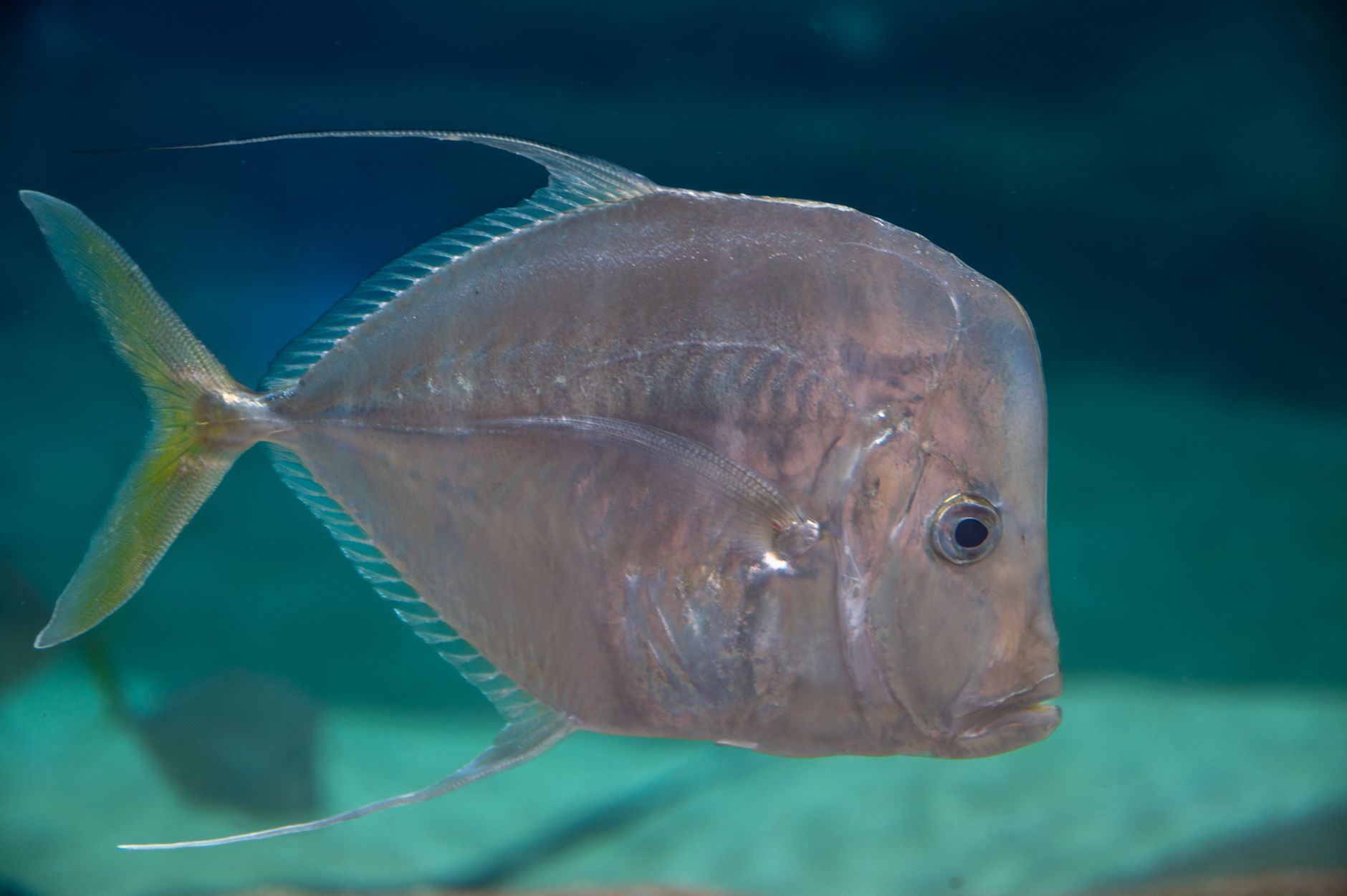 What to know about the moonfish trend making waves in health-conscious diets featured image