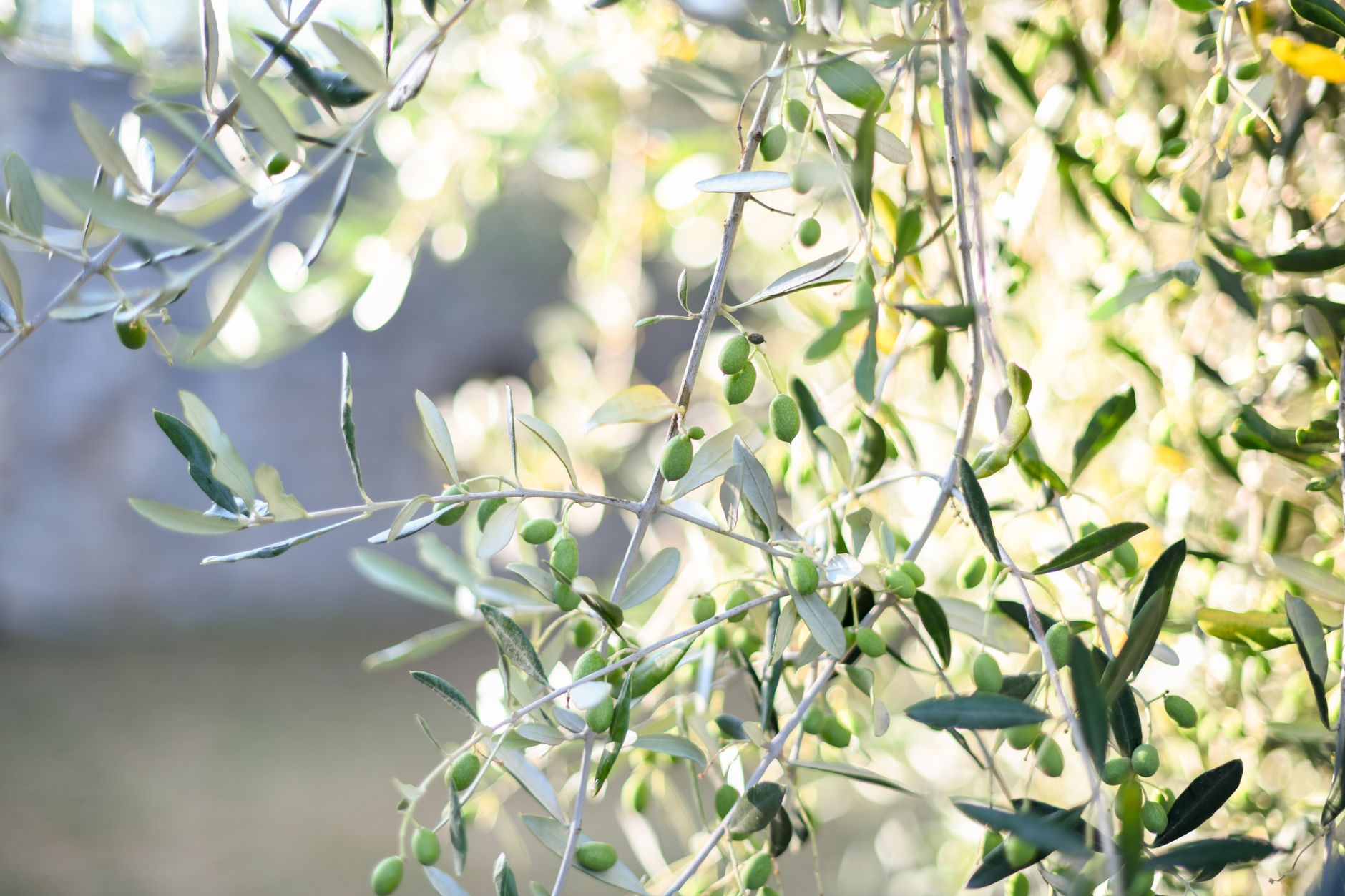 Why everyone is curious about the Olive Garden Never Ending Pasta Pass this summer