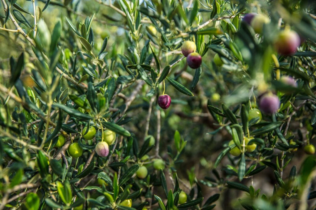 Why everyone is curious about the Olive Garden Never Ending Pasta Pass this summer related image