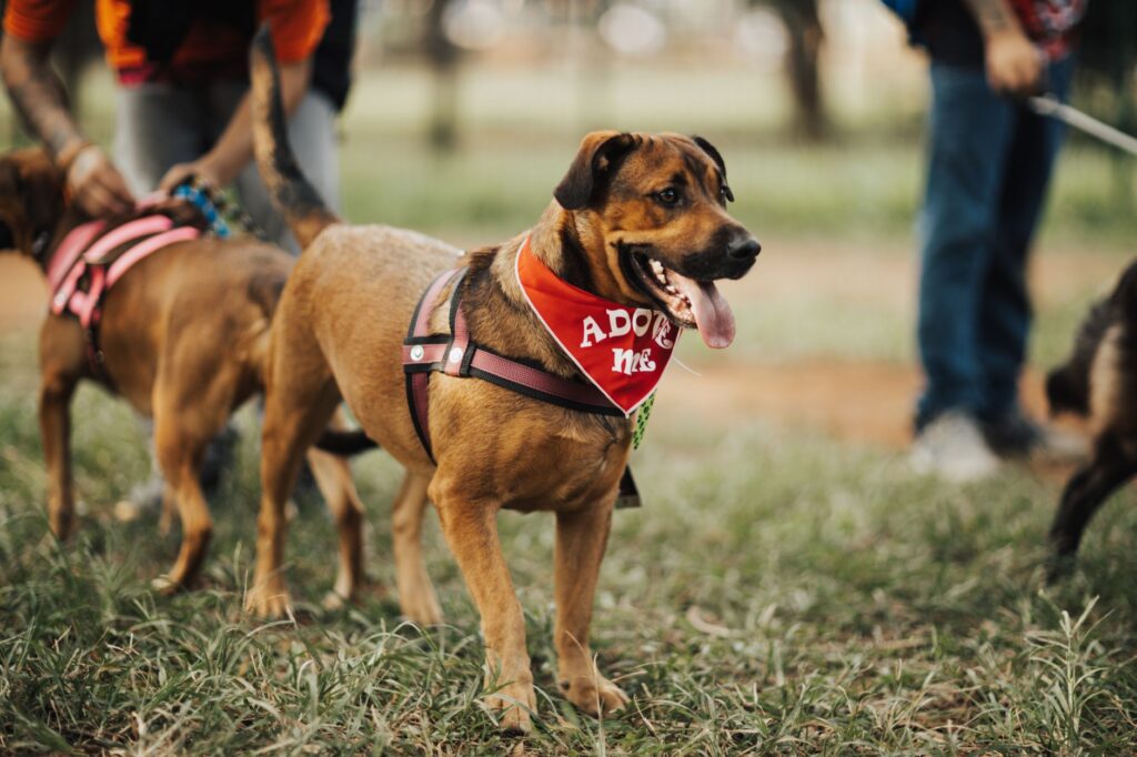 What to Know Before Adopting a Pet Like Travis Kelce’s New Dog related image