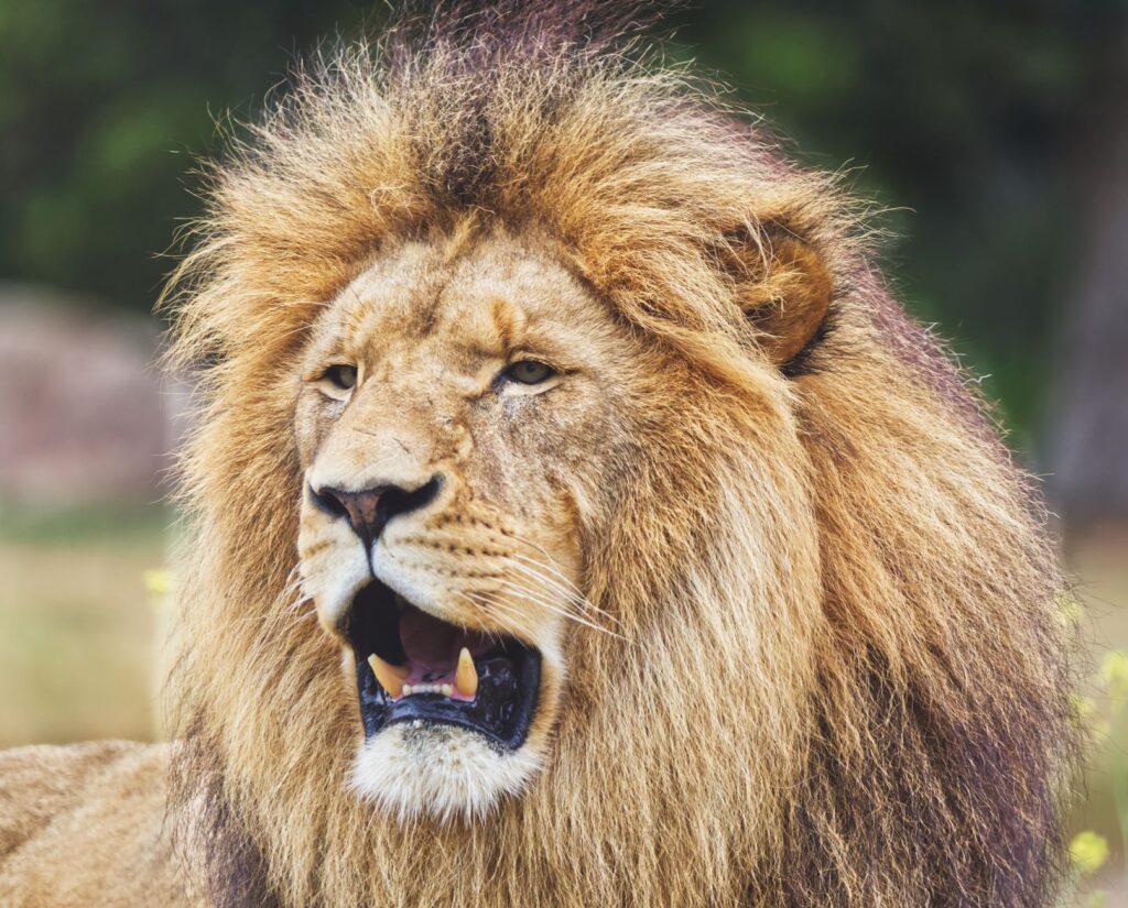 7 Beauty Secrets Inspired by the Detroit Lions’ Game Day Glam related image